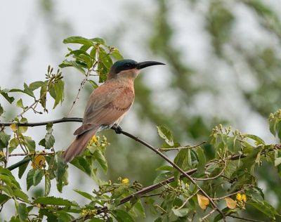 Rooiborsbyvreter / Southern Carmine Bee-eater