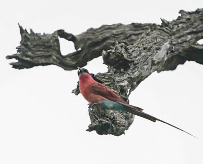 Rooiborsbyvreter / Southern Carmine Bee-eater