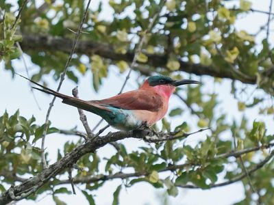 Rooiborsbyvreter / Southern Carmine Bee-eater