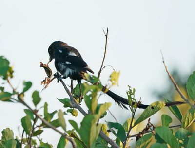 Langstertlaksman / Magpie Shrike