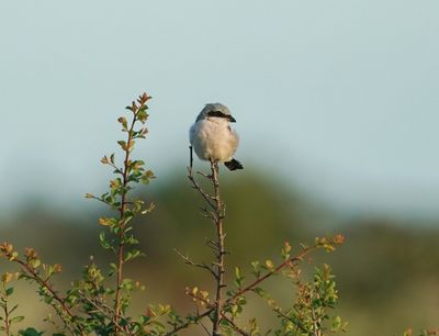 Rooiruglaksman / Red-backed Shrike