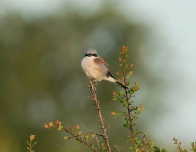 Rooiruglaksman / Red-backed Shrike