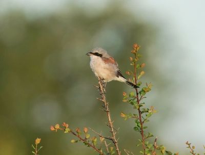 Rooiruglaksman / Red-backed Shrike