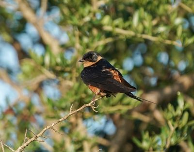 Rooiborsswael / Red-breasted Swallow
