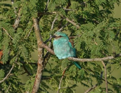 Europese Troupant / European Roller