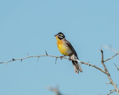 Rooirugstreepkoppie / Golden-breasted Bunting