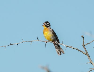 Rooirugstreepkoppie / Golden-breasted Bunting