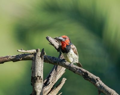 Rooikophouthakker / Black-collared Barbet