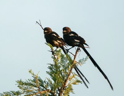 Langstertlaksman / Magpie Shrike