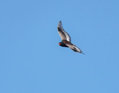 Berghaan / Bateleur