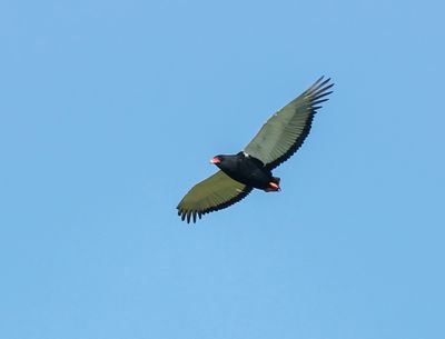 Berghaan / Bateleur