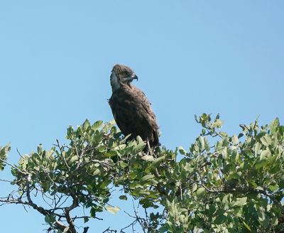 Bruinslangarend / Brown Snake Eagle