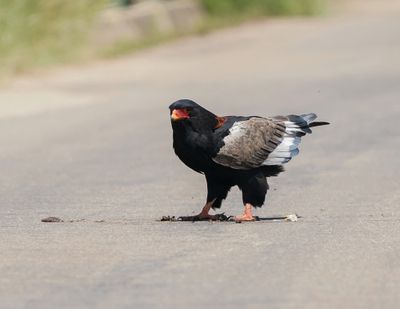 Berghaan / Bateleur