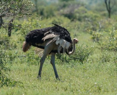 Volstruis / Common Ostrich
