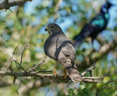 Gebande Sperwer / Shikra