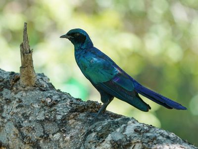 Grootglansspreeu / Burchell's Starling