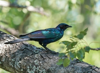 Grootglansspreeu / Burchell's Starling