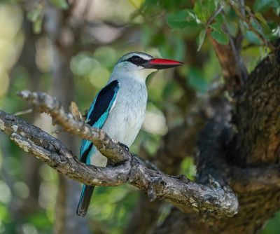 Bosveldvisvanger / Woodland Kingfisher