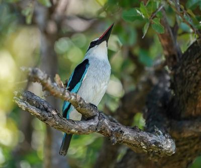 Bosveldvisvanger / Woodland Kingfisher