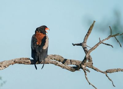 Berghaan / Bateleur