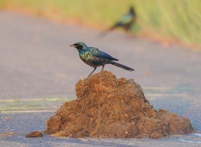 Grootglansspreeu / Burchell's Starling