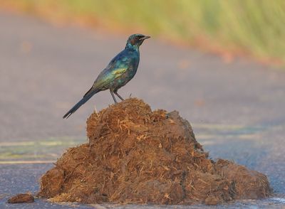 Grootglansspreeu / Burchell's Starling