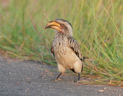 Geelbekneushoringvoël / Southern Yellow-billed Hornbill