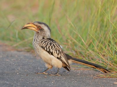 Geelbekneushoringvoël / Southern Yellow-billed Hornbill