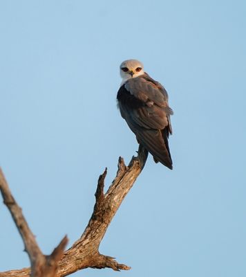 Blouvalk / Black-winged Kite