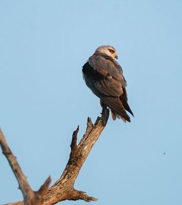 Blouvalk / Black-winged Kite