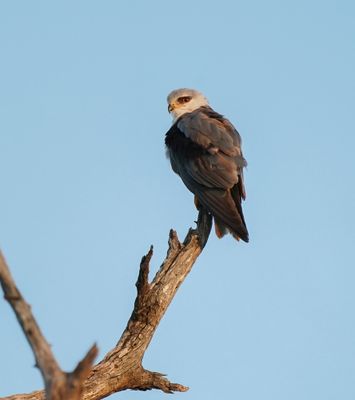 Blouvalk / Black-winged Kite