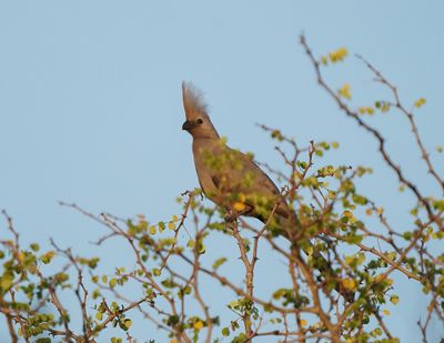 Kwevoël / Grey Go-away-bird