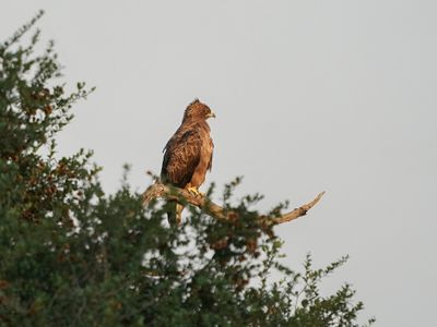 Bruinarend / Wahlberg's Eagle