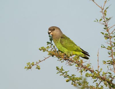 Savannepapegaai / Brown-headed Parrot