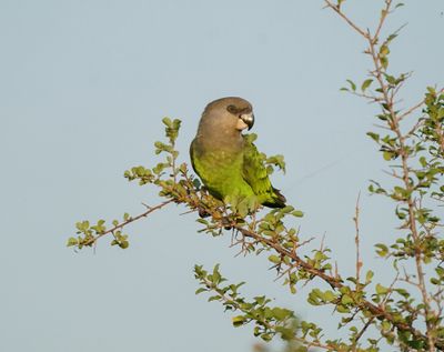 Savannepapegaai / Brown-headed Parrot
