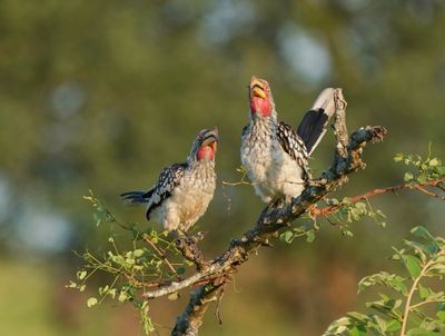 Geelbekneushoringvoël / Southern Yellow-billed Hornbill