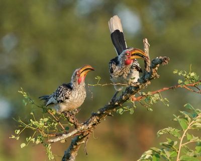 Geelbekneushoringvoël / Southern Yellow-billed Hornbill