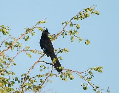 Gestreepte Nuwejaarsvoël / Levaillant's Cuckoo