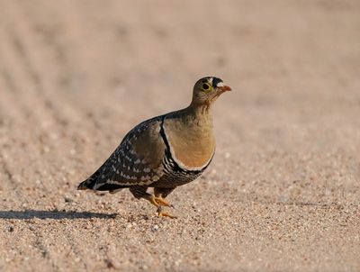 Dubbelband-sandpatrys / Double-banded Sandgrouse