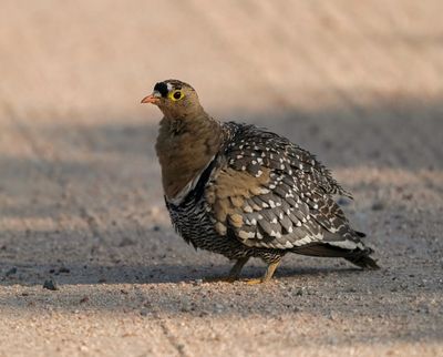 Dubbelband-sandpatrys / Double-banded Sandgrouse
