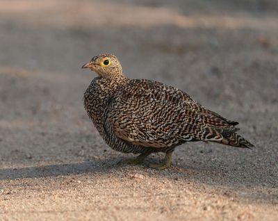 Dubbelband-sandpatrys / Double-banded Sandgrouse