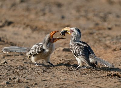 Geelbekneushoringvoël / Southern Yellow-billed Hornbill