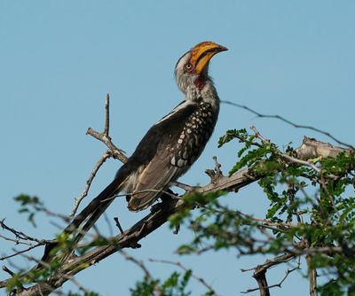 Geelbekneushoringvoël / Southern Yellow-billed Hornbill