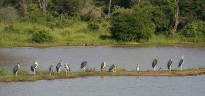 Maraboe / Marabou Stork