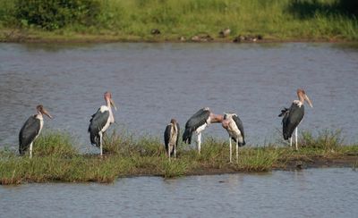 Maraboe / Marabou Stork
