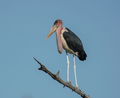 Maraboe / Marabou Stork