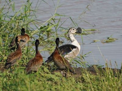 Knobbeleend & Nonnetjie-eend / Knob-billed Duck & White-faced Whistling Duck