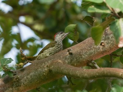 Goudstertspeg / Golden-tailed Woodpecker
