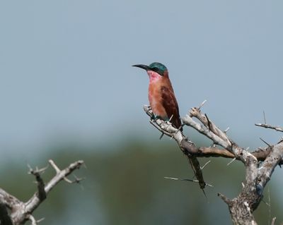 Rooiborsbyvreter / Southern Carmine Bee-eater