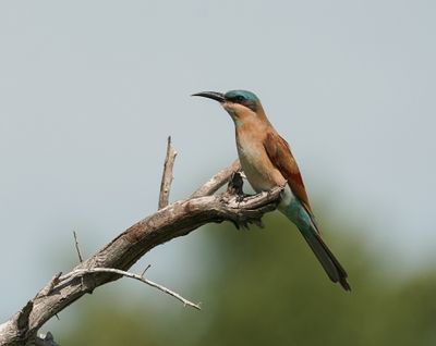 Rooiborsbyvreter / Southern Carmine Bee-eater